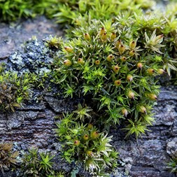 Orthotrichaceae (bristle moss family)